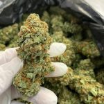 Buy Jack Herer Strain Online