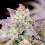 afghan kush autoflower